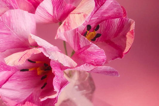 Paper Flower Making : Tulips | 21st March 2026